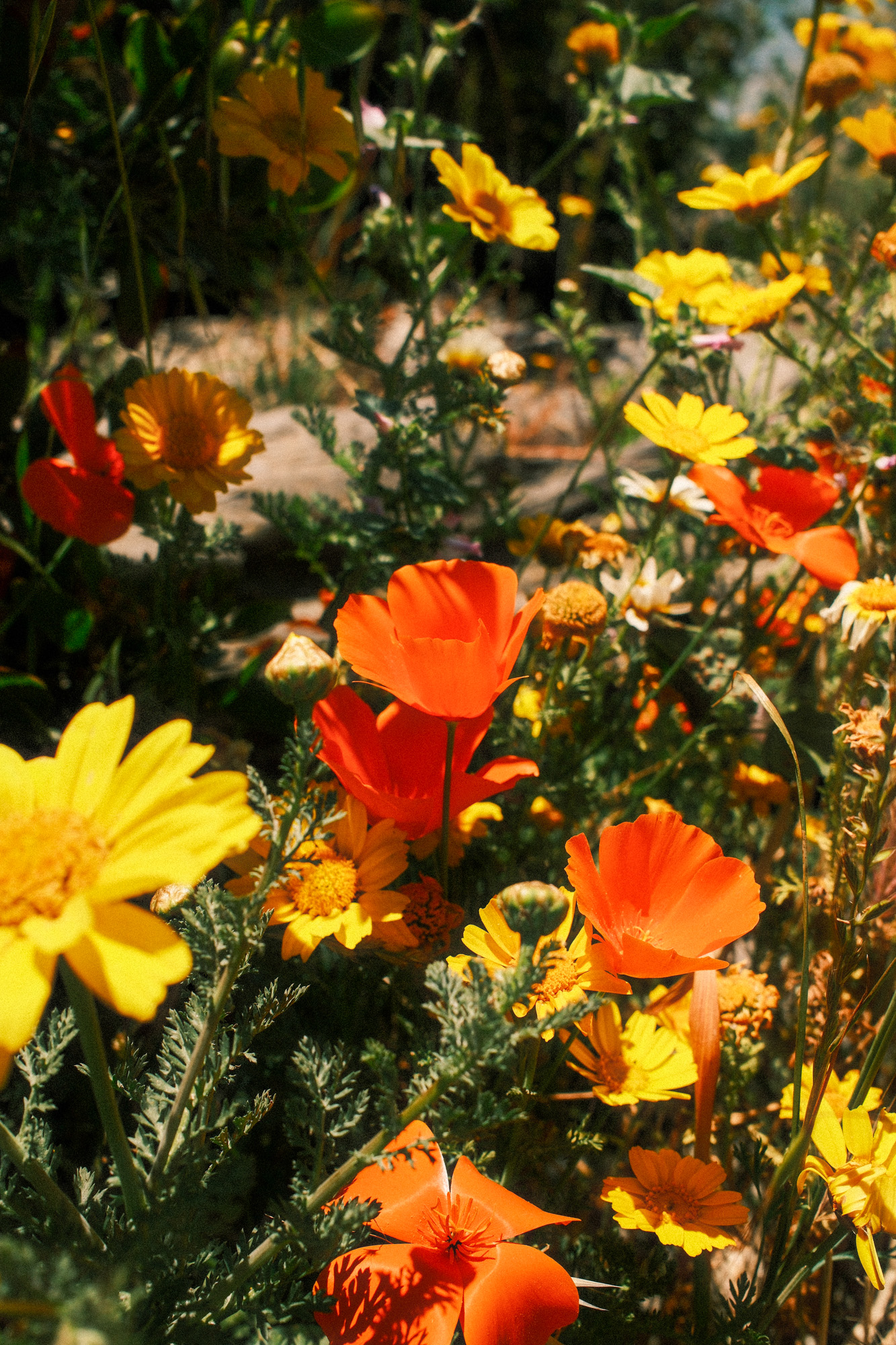 California poppies at Half Moon Bay